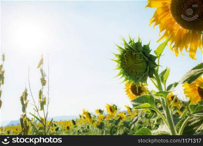 Sunflower of blooming with sunlight at the sky.