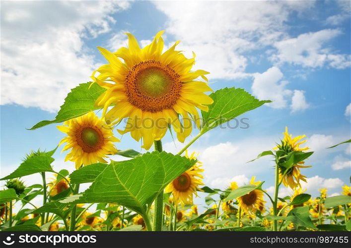 Sunflower on blue sky. Nature composition.
