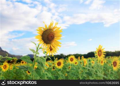 Sunflower on fields with the sky in summer.