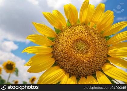 Sunflower on sky background. Nature and agrecultural design.