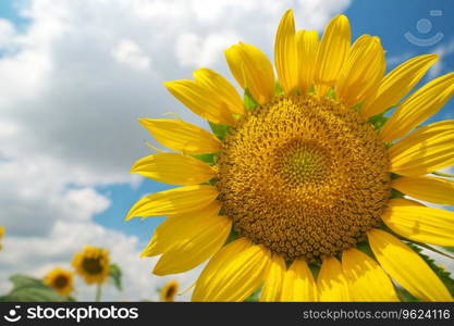 Sunflower on sky background. Nature and agrecultural design.