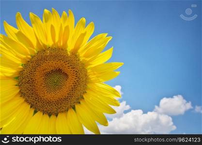 Sunflower on sky background. Nature concept.