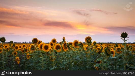 Sunflower on sunset - beautiful nature landscape panorama