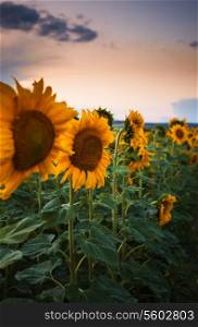 Sunflower on sunset - beautiful nature landscape panorama