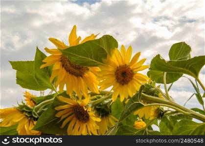 sunflower on the background of the sunny sky with clouds. sunflower against the sky