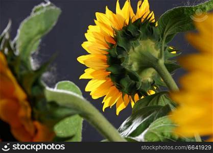 Sunflower on the dark background in studio.