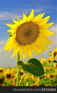 Sunflower on the field against a blue sky