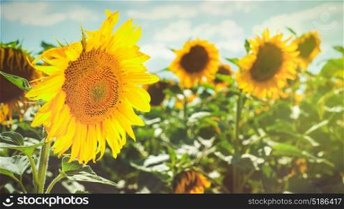 Sunflower on the field beauty rural backgrounds for your design
