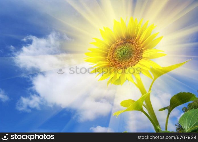Sunflower on the sky background. Element of design.