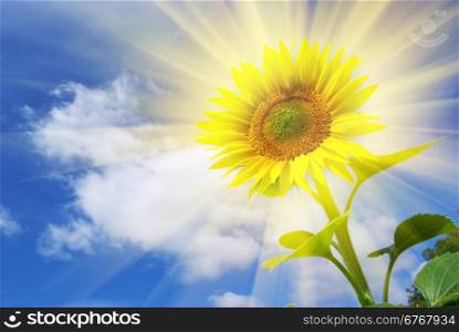 Sunflower on the sky background. Element of design.