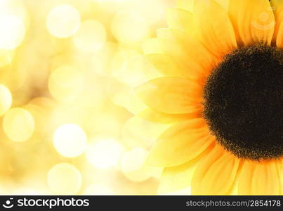 Sunflower over abstract background