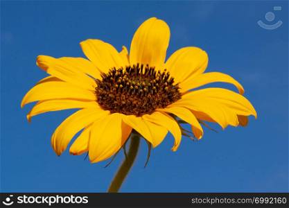 Sunflower over blue sky in sunny day