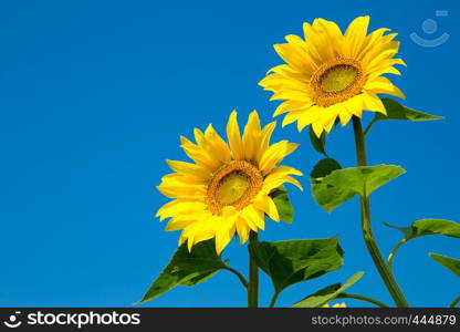 sunflower over cloudy blue sky