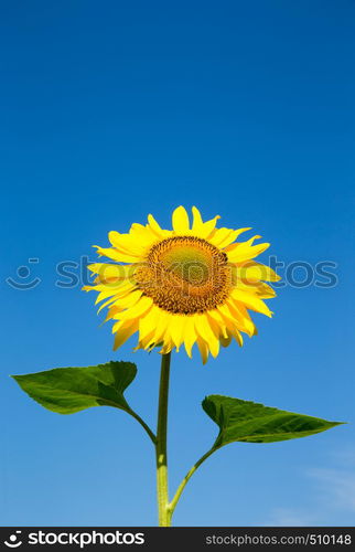 sunflower over cloudy blue sky