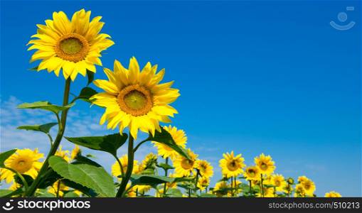 sunflower over cloudy blue sky