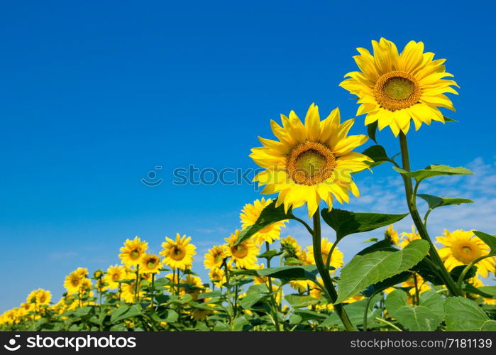 sunflower over cloudy blue sky