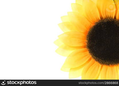 Sunflower over white background