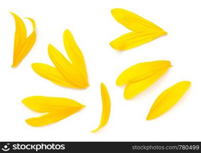 Sunflower petals isolated on white background. Top view, flat lay
