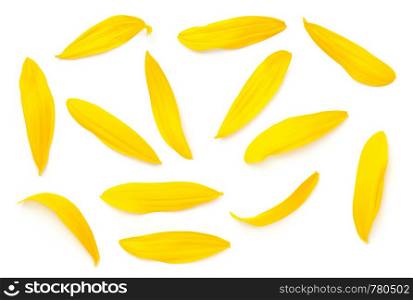 Sunflower petals isolated on white background. Top view, flat lay