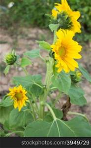 Sunflower plant in public field, stock photo