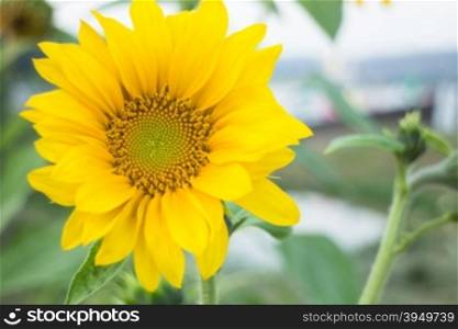 Sunflower plant in public field, stock photo