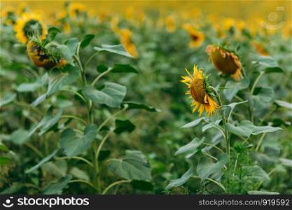 Sunflower plant sky. Beautiful sunflower field. Beautiful sunflower field. Sunflower plant sky. sunflower oil