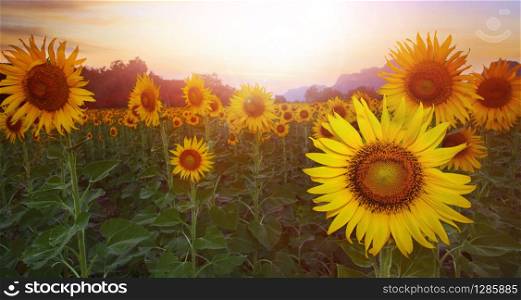 sunflower plantation against sun set sky
