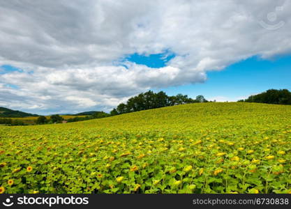 Sunflower Plantation in the French Alps