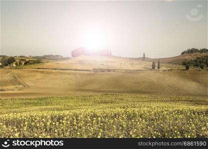 Sunflower plantation in Tuscany at sunrise. Ripe sunflowers in the field with the heads bowed down in autumn.