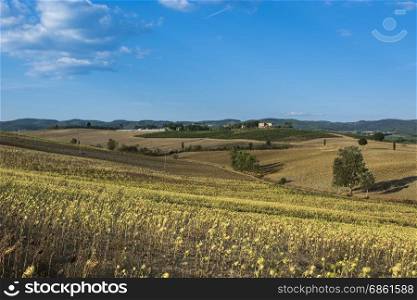 Sunflower plantation in Tuscany. Ripe sunflowers in the field with the heads bowed down in autumn.