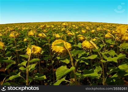 Sunflower Plantation on the Background of Blue Sky