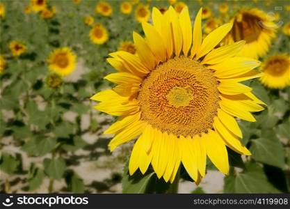 Sunflower plantation vibrant yellow flowers