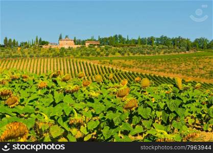 Sunflower Plantation, Vineyard and Olive Trees on the Hills of Tuscany