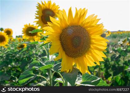 sunflower plantation with flower in the foreground