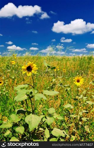 Sunflower plants growing in prairie field in Saskatchewan Canada