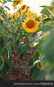 Sunflower portrait at sunset. Composition of nature.