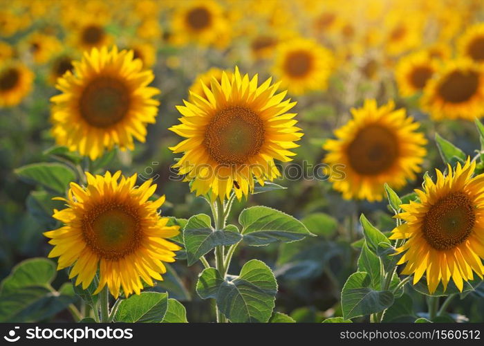 Sunflower portrait at sunset. Composition of nature.