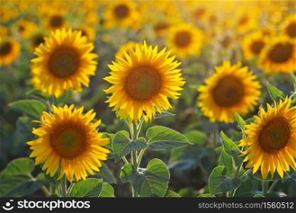 Sunflower portrait at sunset. Composition of nature.