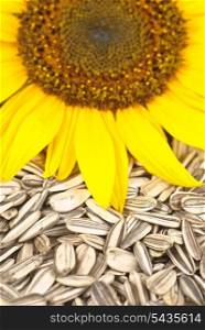 Sunflower seeds close up with blossom and crop. Selective focus.