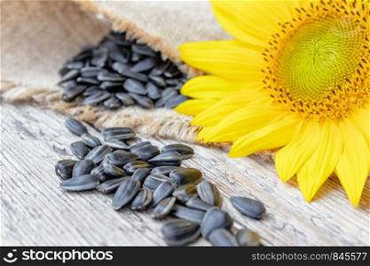 Sunflower seeds on burlap near the flower of a sunflower. Close-up.. Sunflower seeds on burlap near the flower of a sunflower.