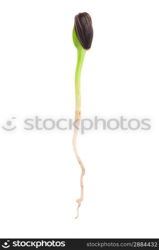Sunflower sprout close-up isolated on white background