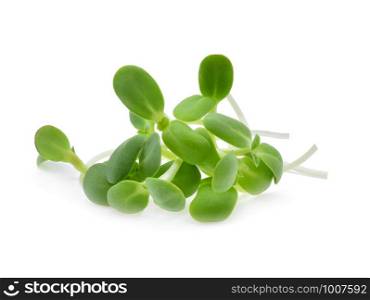 Sunflower sprouts isolated on white background