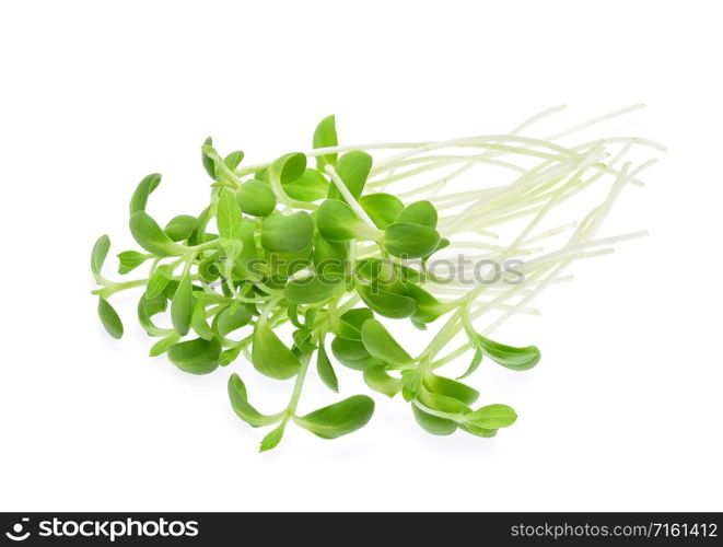 Sunflower sprouts isolated on white background