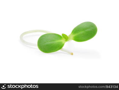 Sunflower sprouts isolated on white background