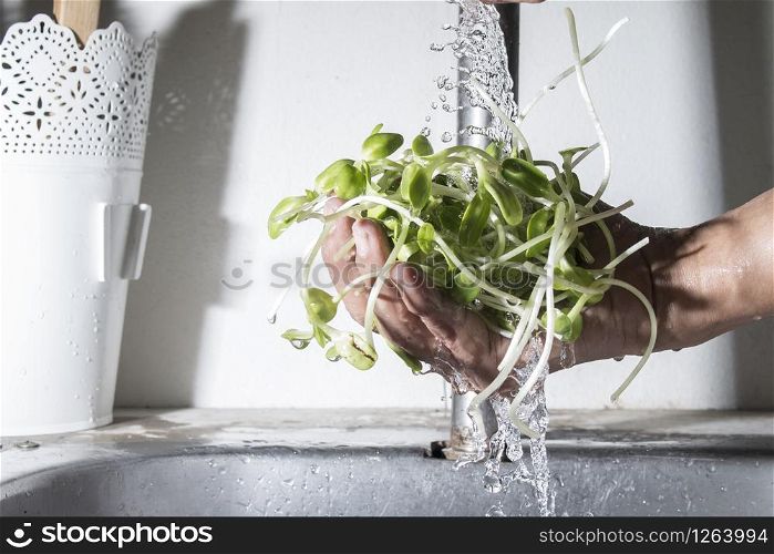 sunflower sprouts on male hand cleaning with falling water
