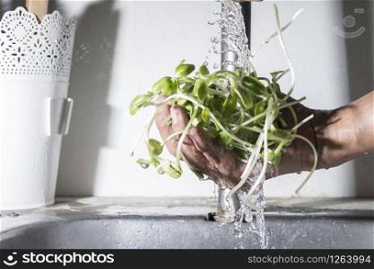 sunflower sprouts on male hand cleaning with falling water