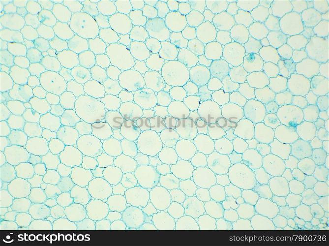 Sunflower stalk cross-section under the microscope, (Helianthus Stem C.S.), 100x