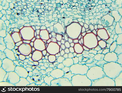 Sunflower stalk cross-section under the microscope, (Helianthus Stem C.S.), 400x