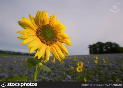 Sunflower Standing Tall In A Meadow