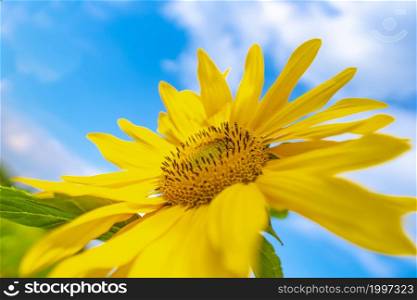 Sunflower Tight focus on a Beautiful Yellow. Blue Sky